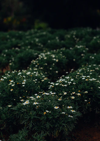 A naturalistic border filled with cottage garden plants in muted greens and soft creams.
