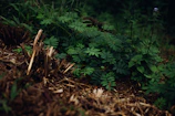 Close-up of diverse plants thriving in a restored natural habitat.