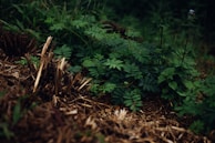 Close-up of native plants being surveyed for environmental impact studies.
