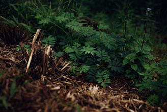 A close-up of small green plants with lush leaves surrounded by broken, dry wooden stumps and twigs. The background shows more greenery with a few delicate stems and small light-colored flowers.