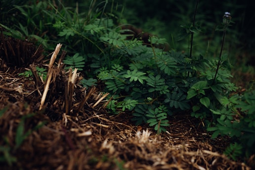 A close-up of small green plants with lush leaves surrounded by broken, dry wooden stumps and twigs. The background shows more greenery with a few delicate stems and small light-colored flowers.