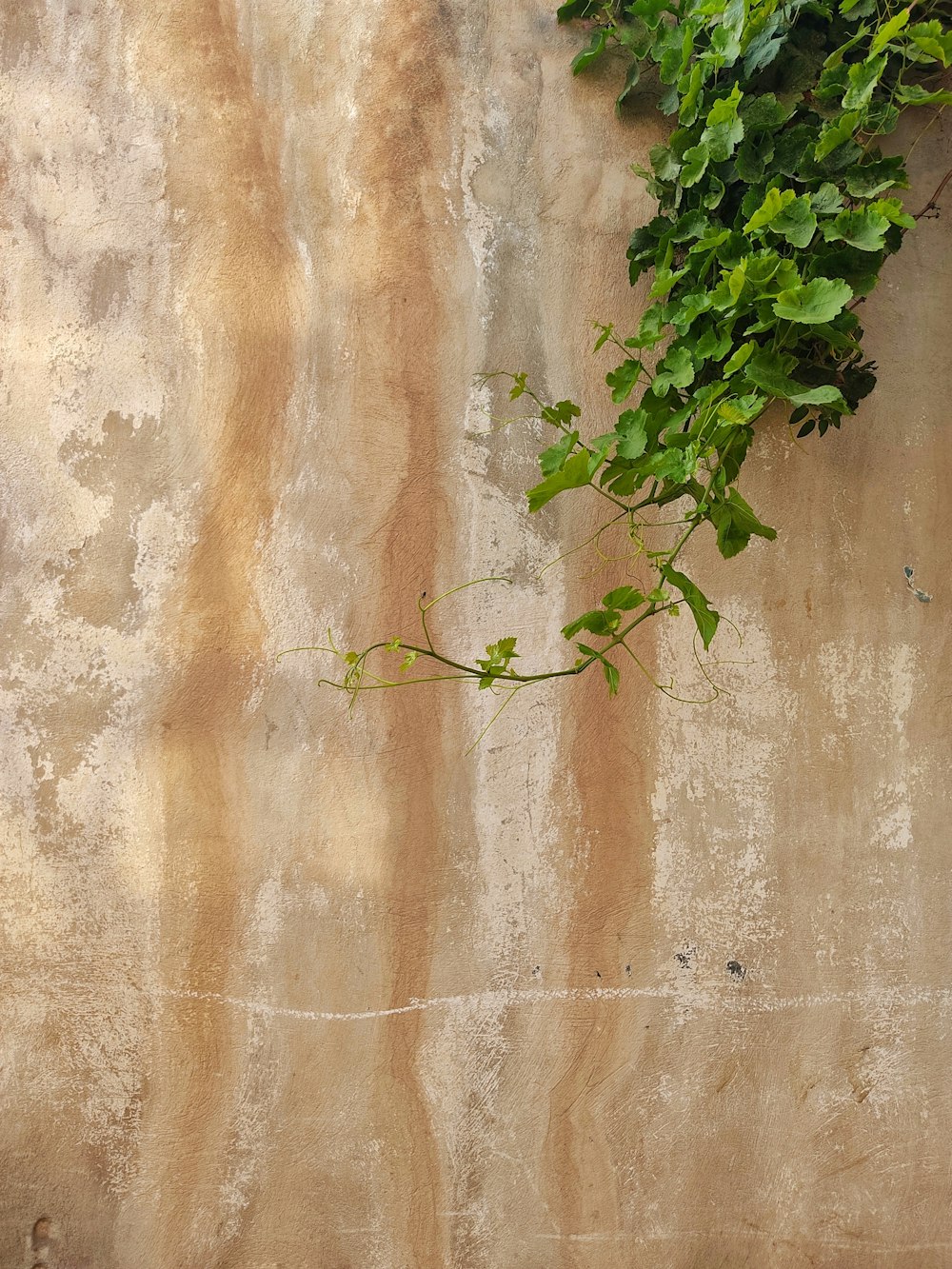 갈색 콘크리트 벽에 녹색 식물