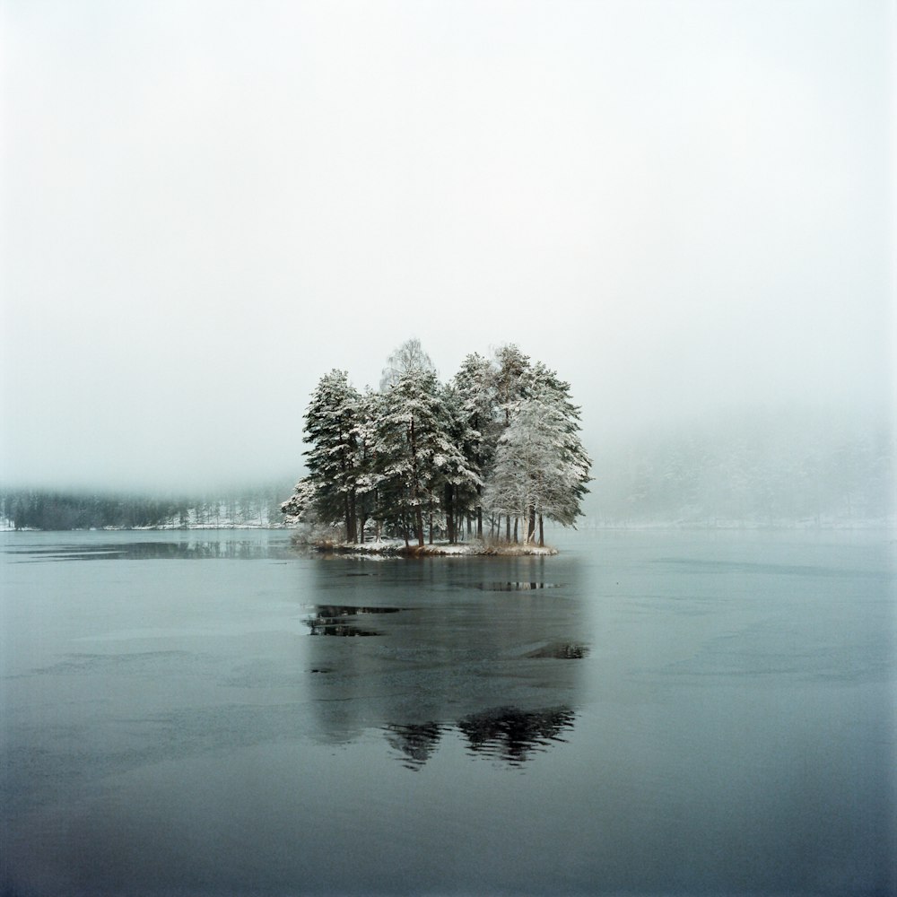 brown tree on body of water during foggy weather