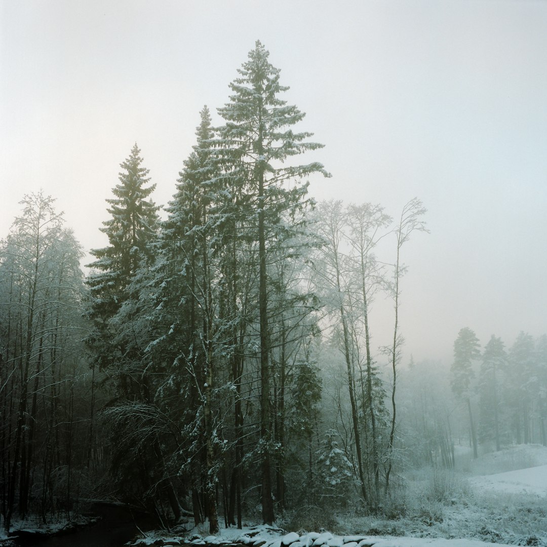 Spruce-fir forest photo spot Oslo Norway
