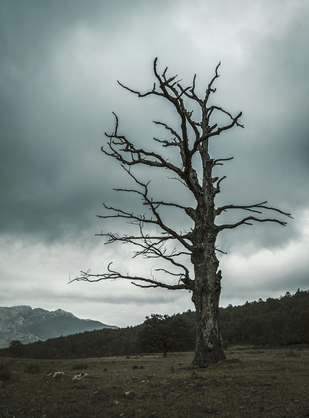 Blattloser Baum auf grünem Grasfeld tagsüber