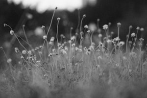 Wildflower Sketch