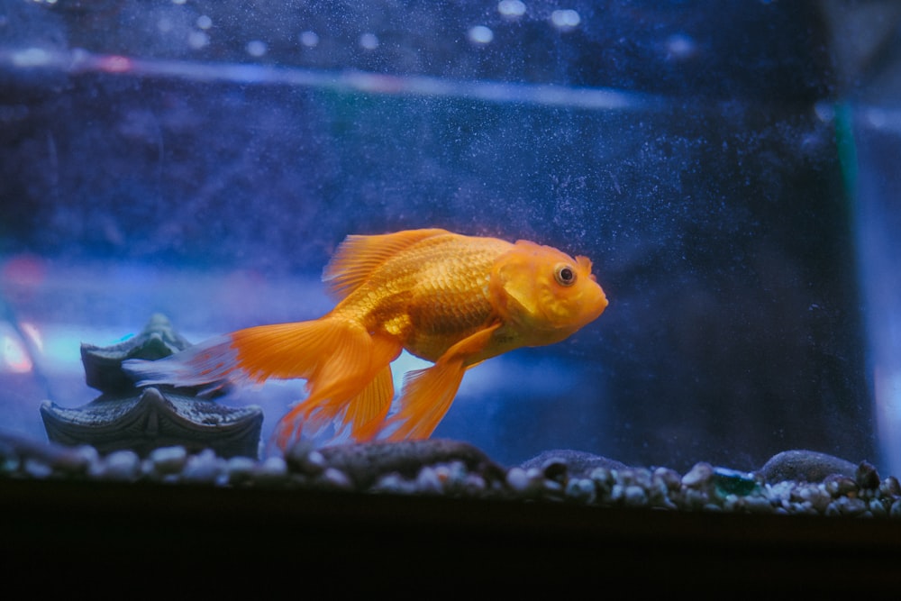 orange and white fish in fish tank