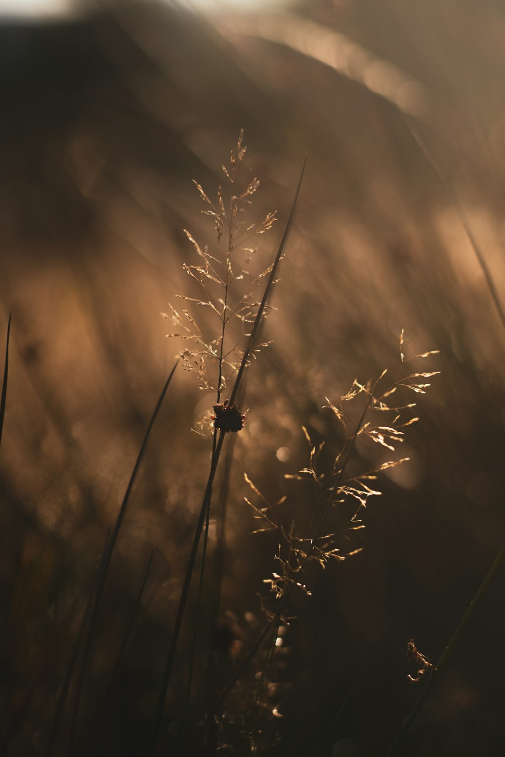brown grass in close up photography