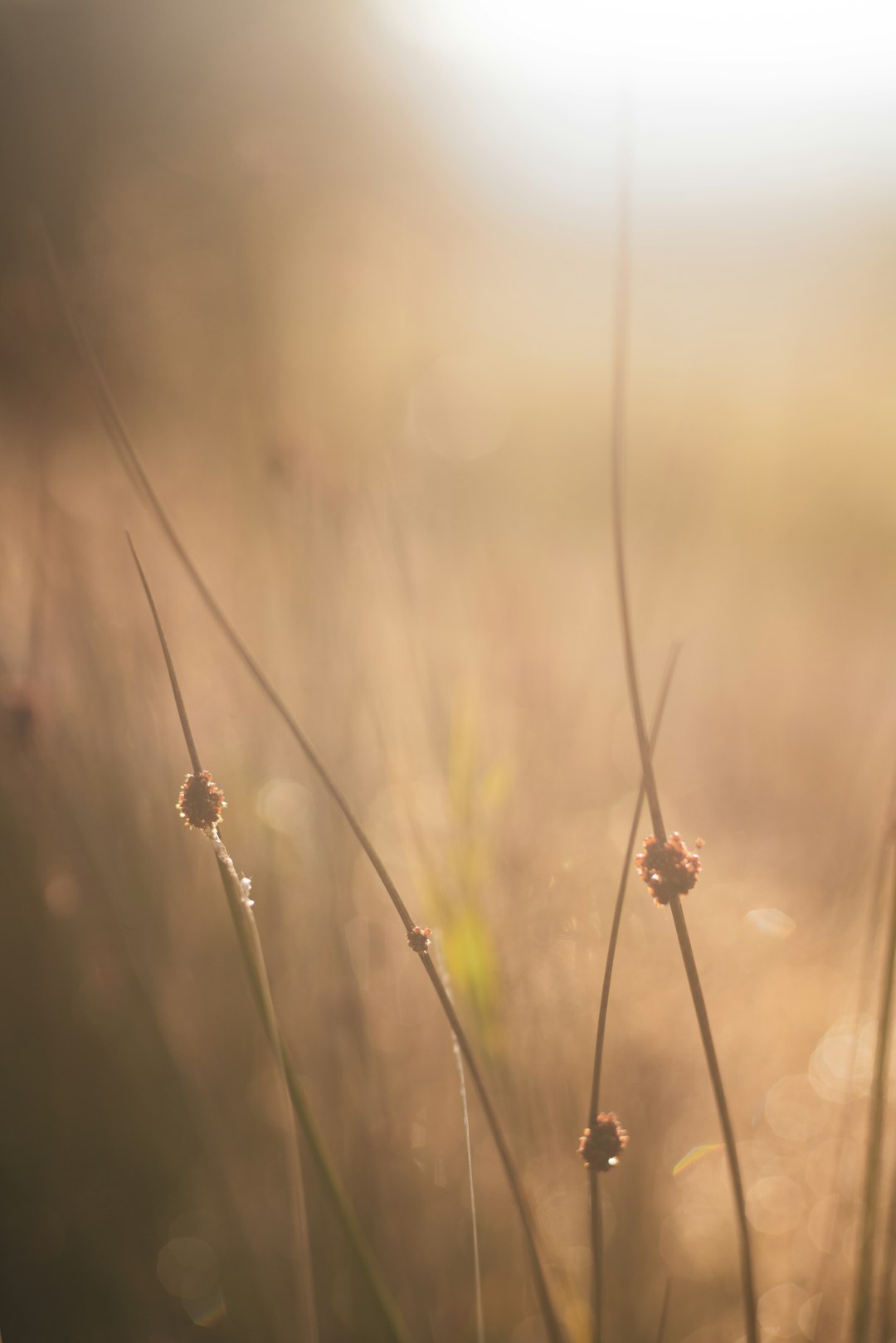 brown grass in tilt shift lens