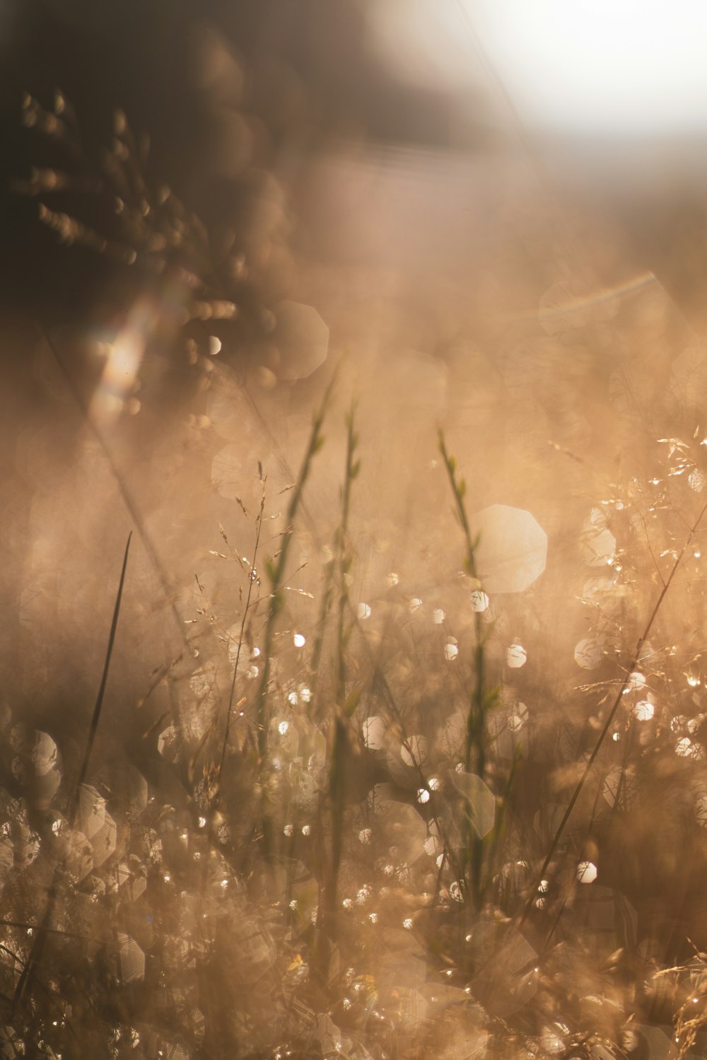 white dandelion flower in close up photography