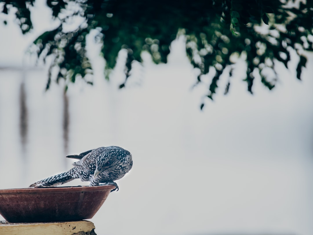 black and white bird on brown wooden bowl