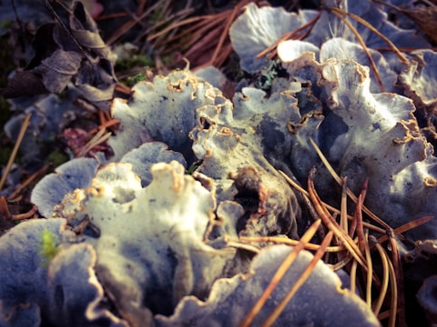 Close-up image of frilly, textured lichens interspersed with fallen pine needles and dried leaves. The lichens have a wavy, curled structure with a bluish-gray color. The pine needles and leaves are brown, contrasting with the cool tones of the lichens.