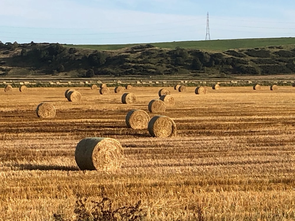 brown hays on brown field during daytime