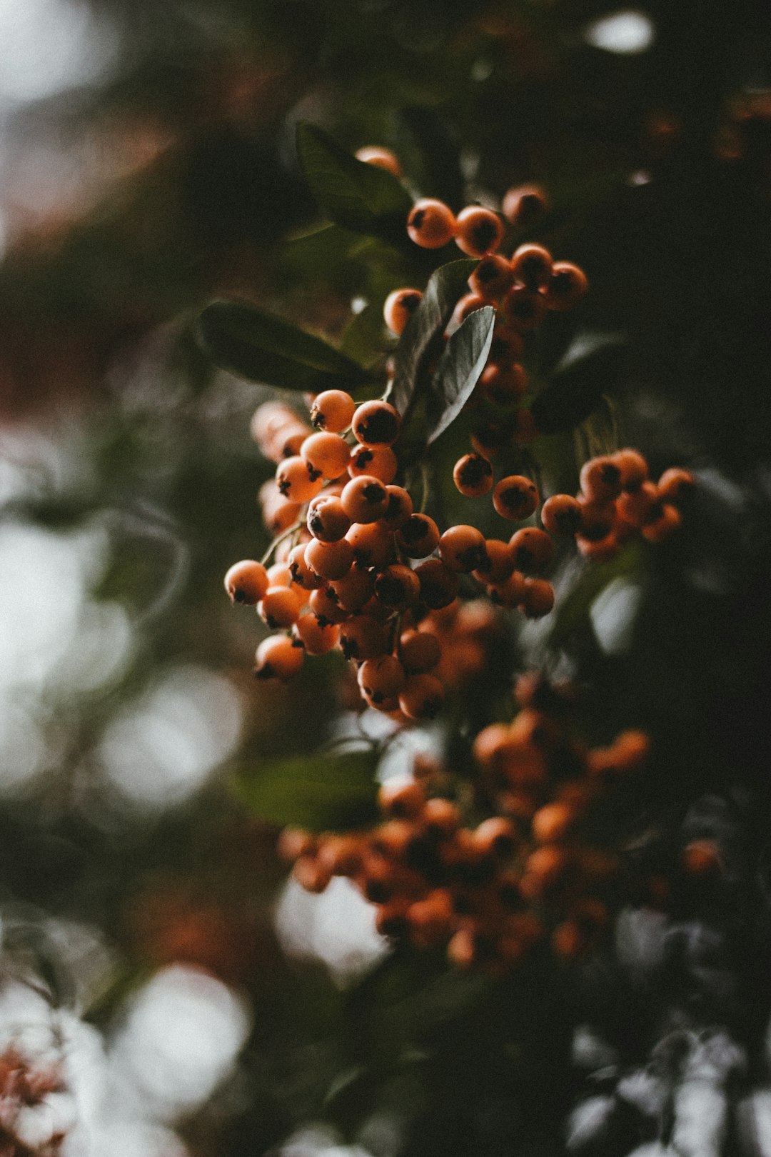 red round fruits in tilt shift lens