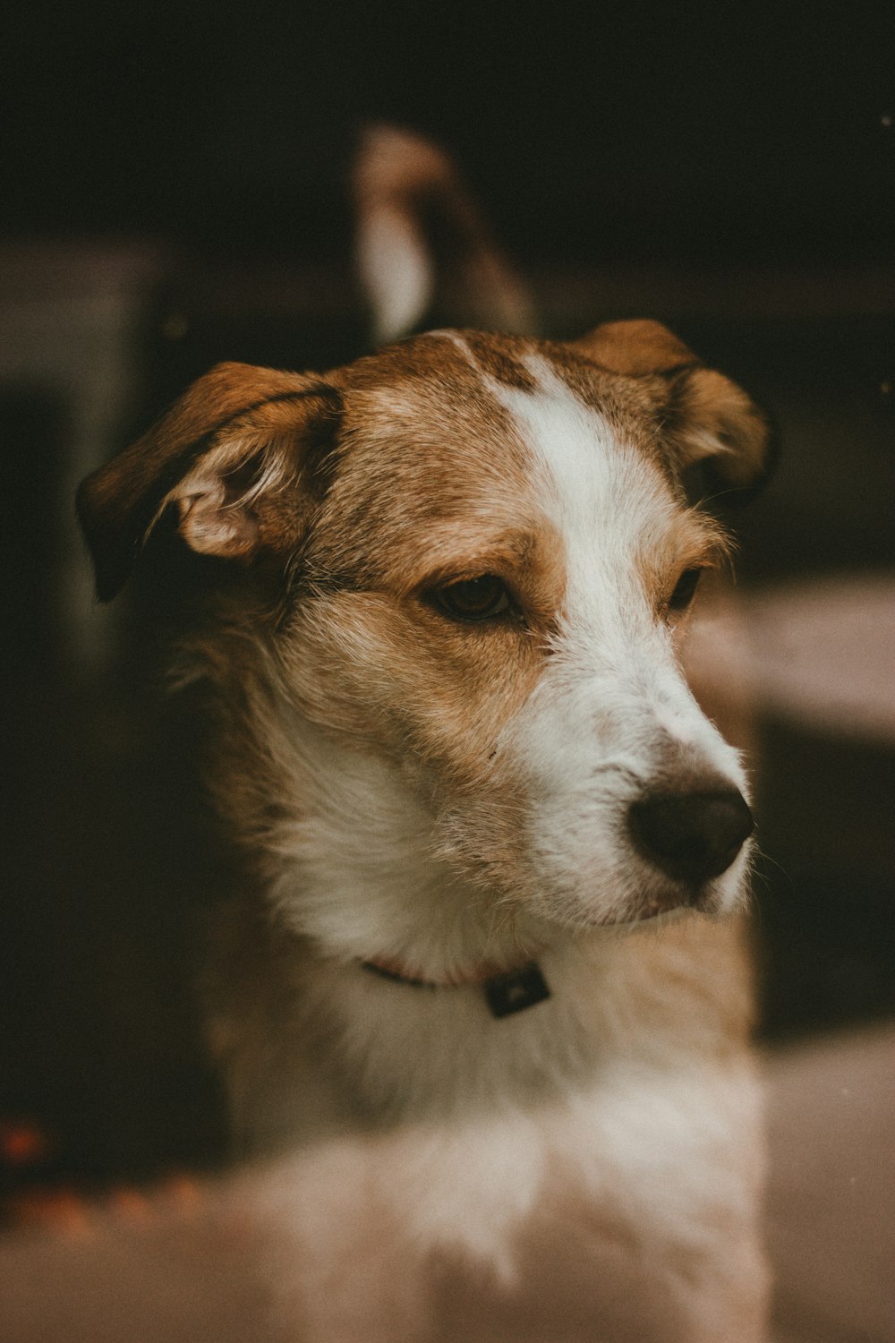 brown and white short coated dog