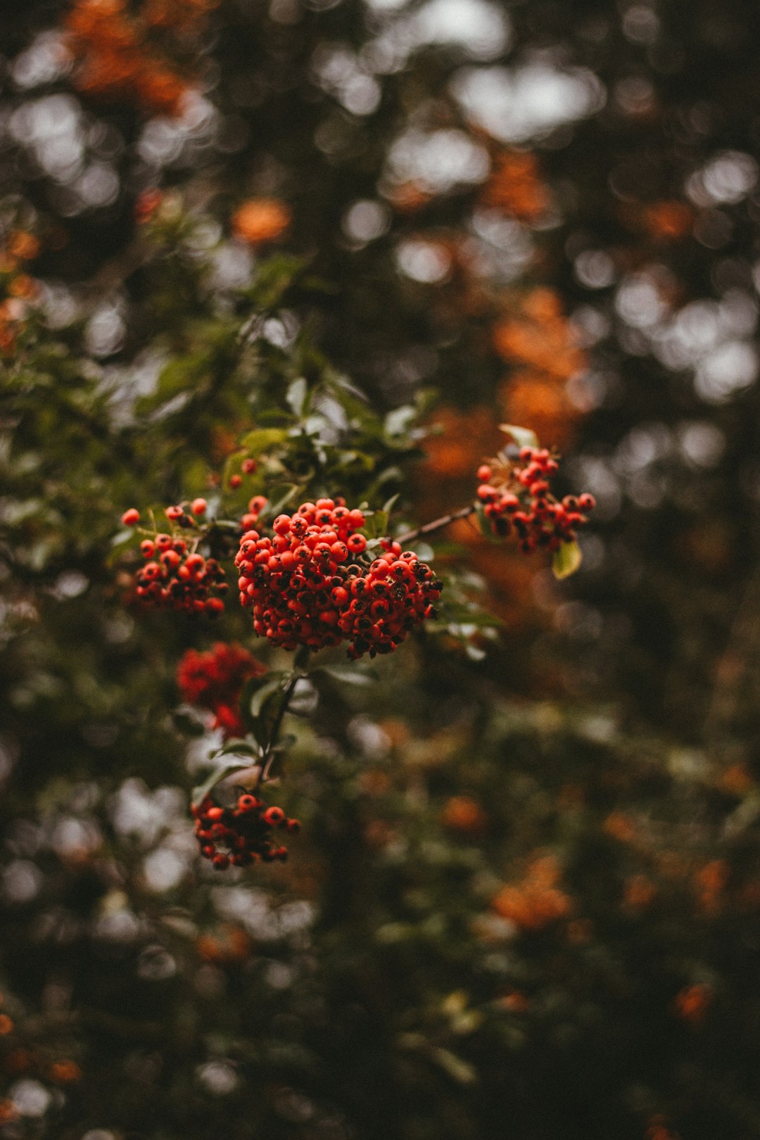 red round fruits in tilt shift lens