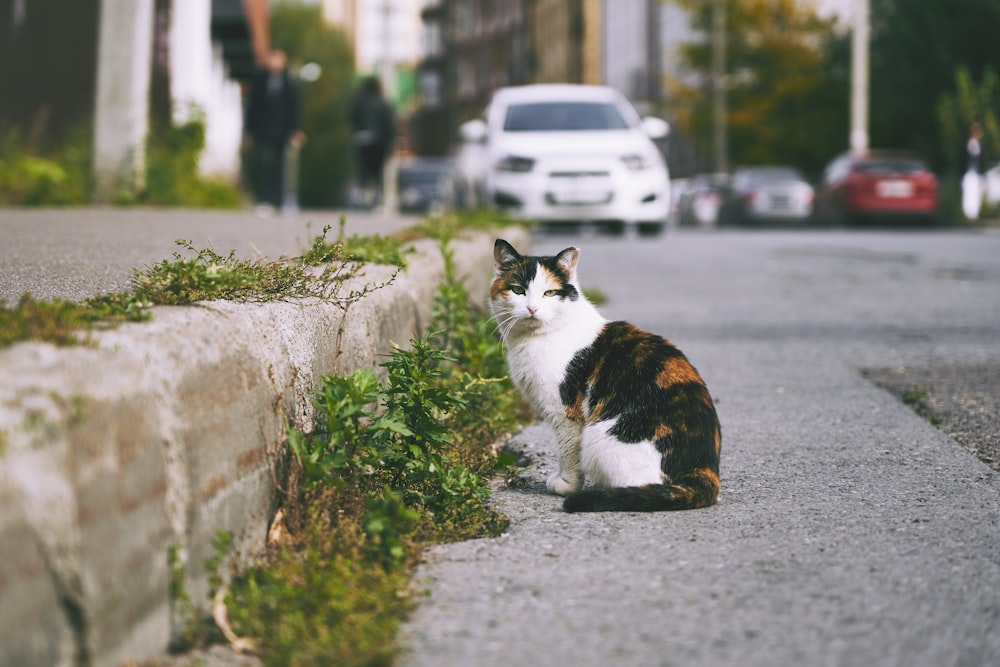 white black and brown cat on gray concrete floor during daytime