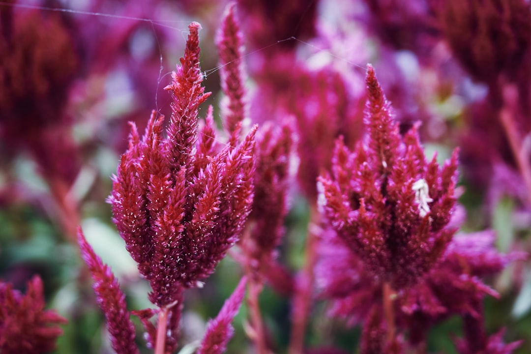 pink flower buds in tilt shift lens