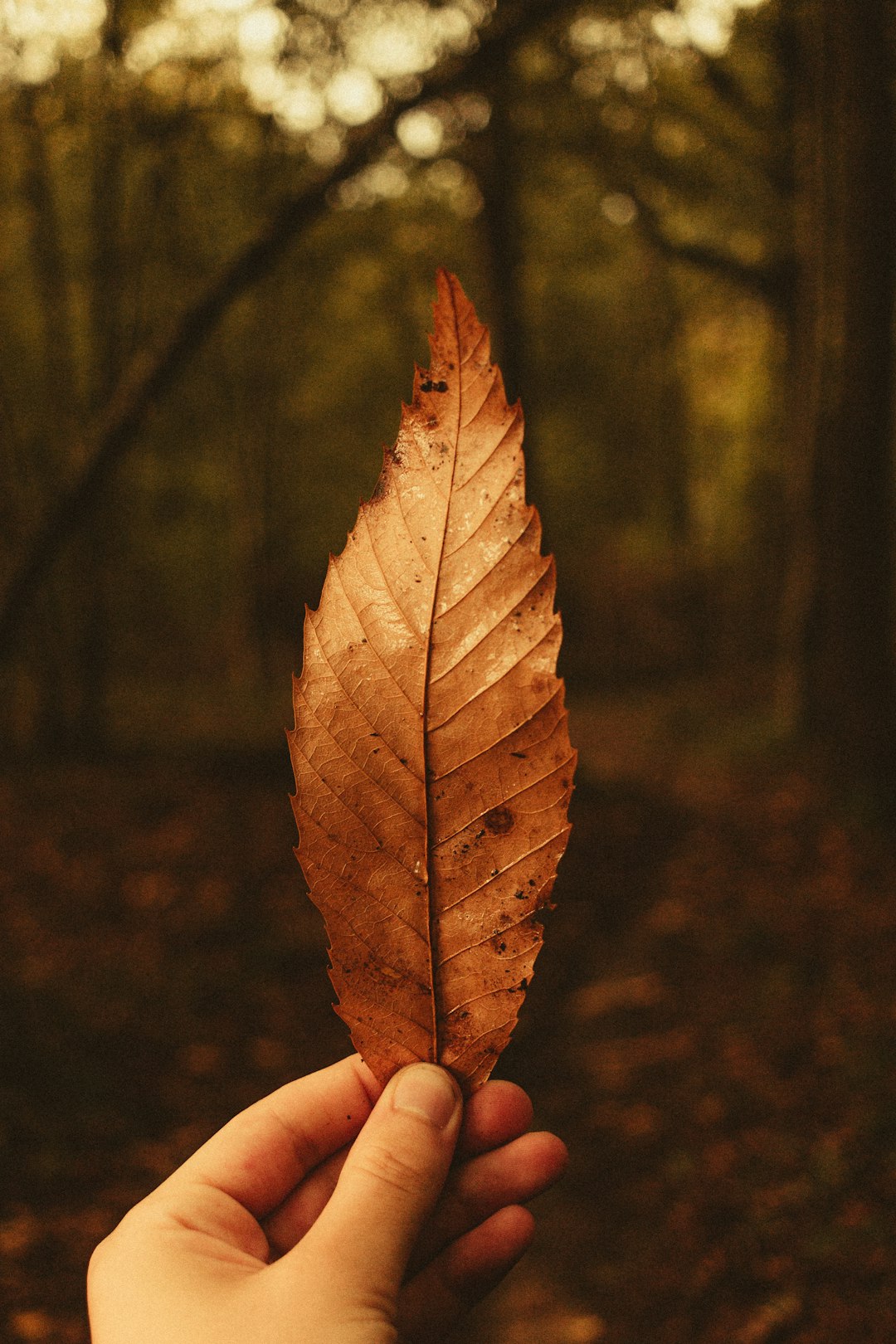 brown leaf on persons hand