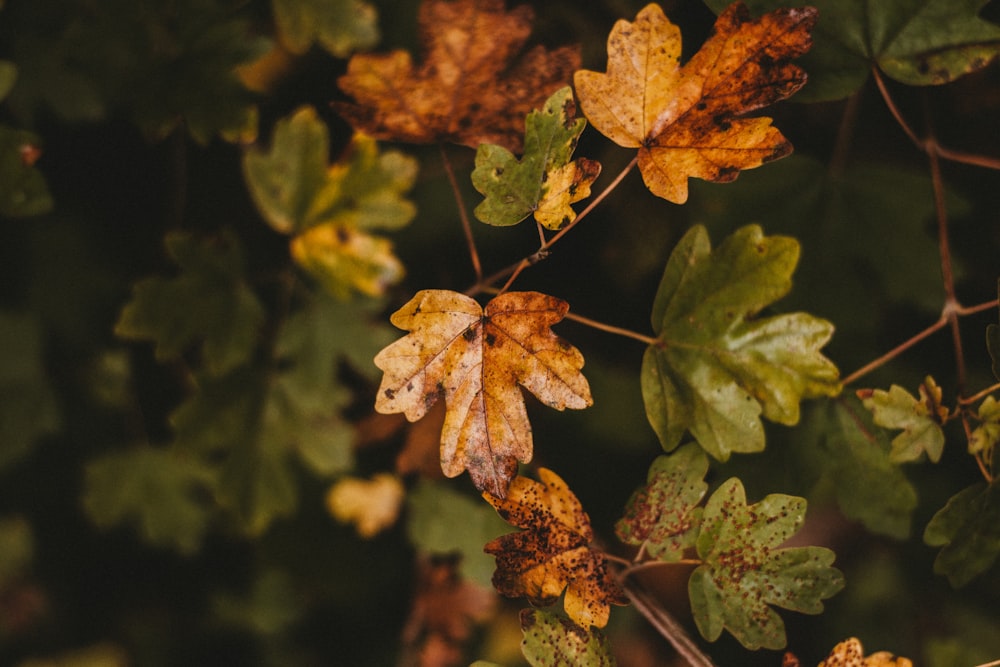 brown dried leaf in tilt shift lens