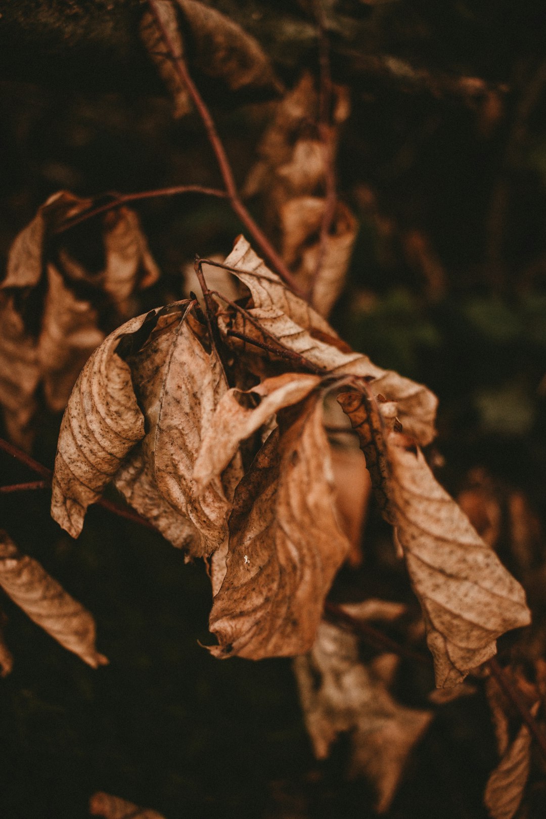 brown dried leaf in close up photography