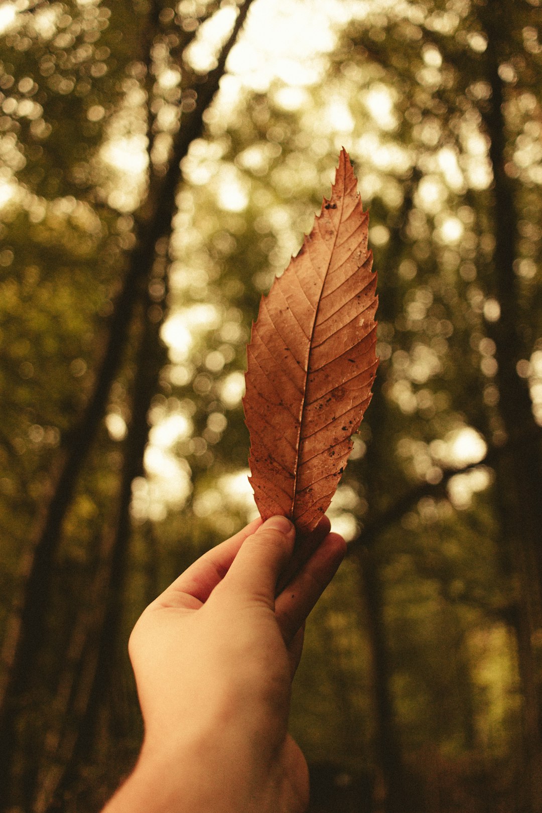 person holding brown dried leaf