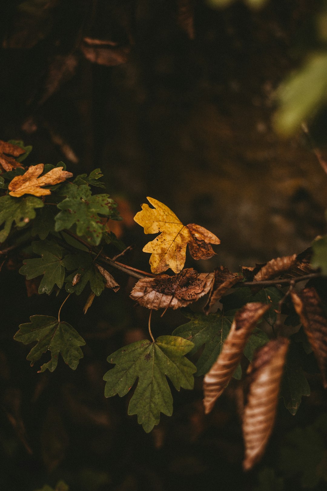 yellow and brown leaves in tilt shift lens