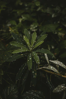 A lush green medicinal plant with dew drops on its leaves, captured in soft morning light.