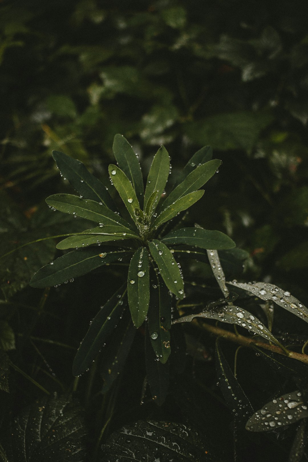 green leaves with water droplets