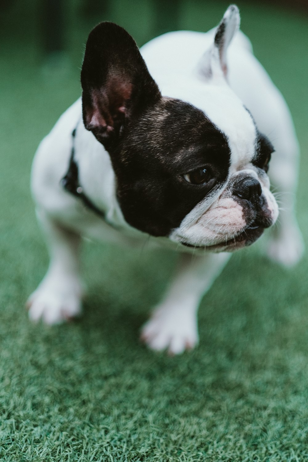 black and white short coated small dog on green grass field during daytime