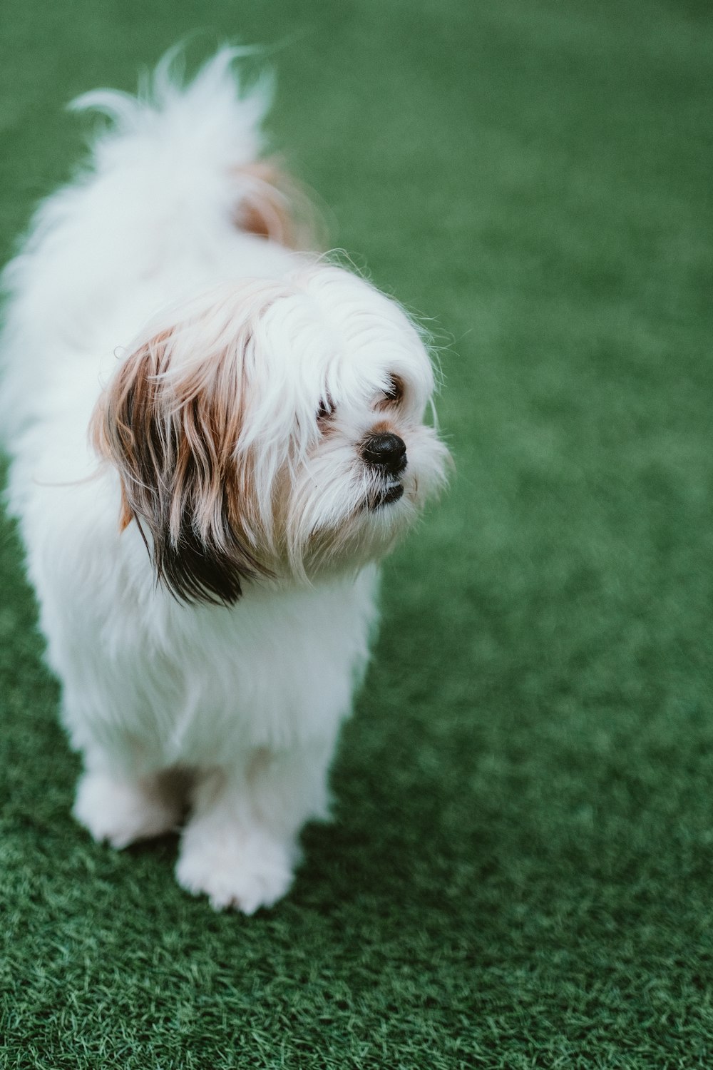 white and brown long coated small dog on green grass field during daytime