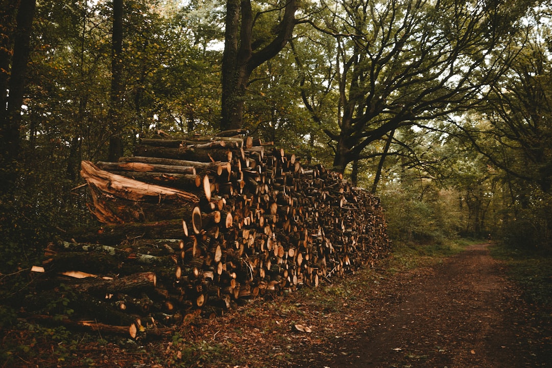 brown wooden logs on brown soil