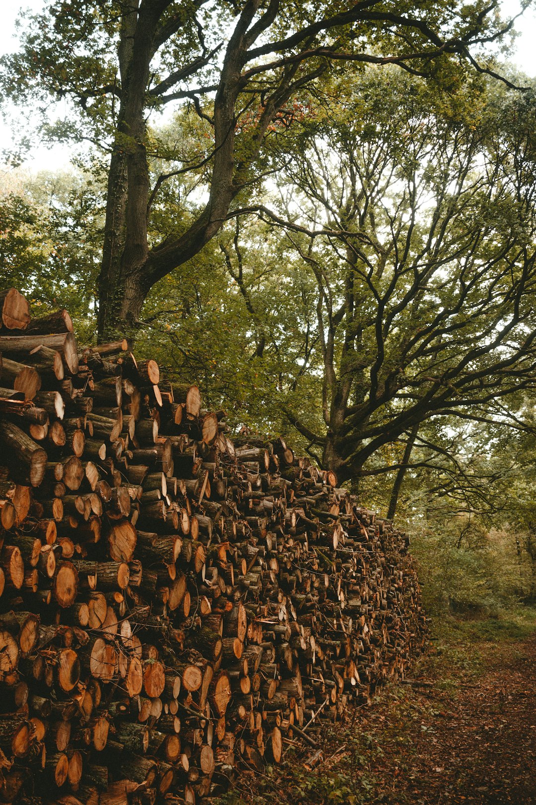 brown tree logs near green trees during daytime