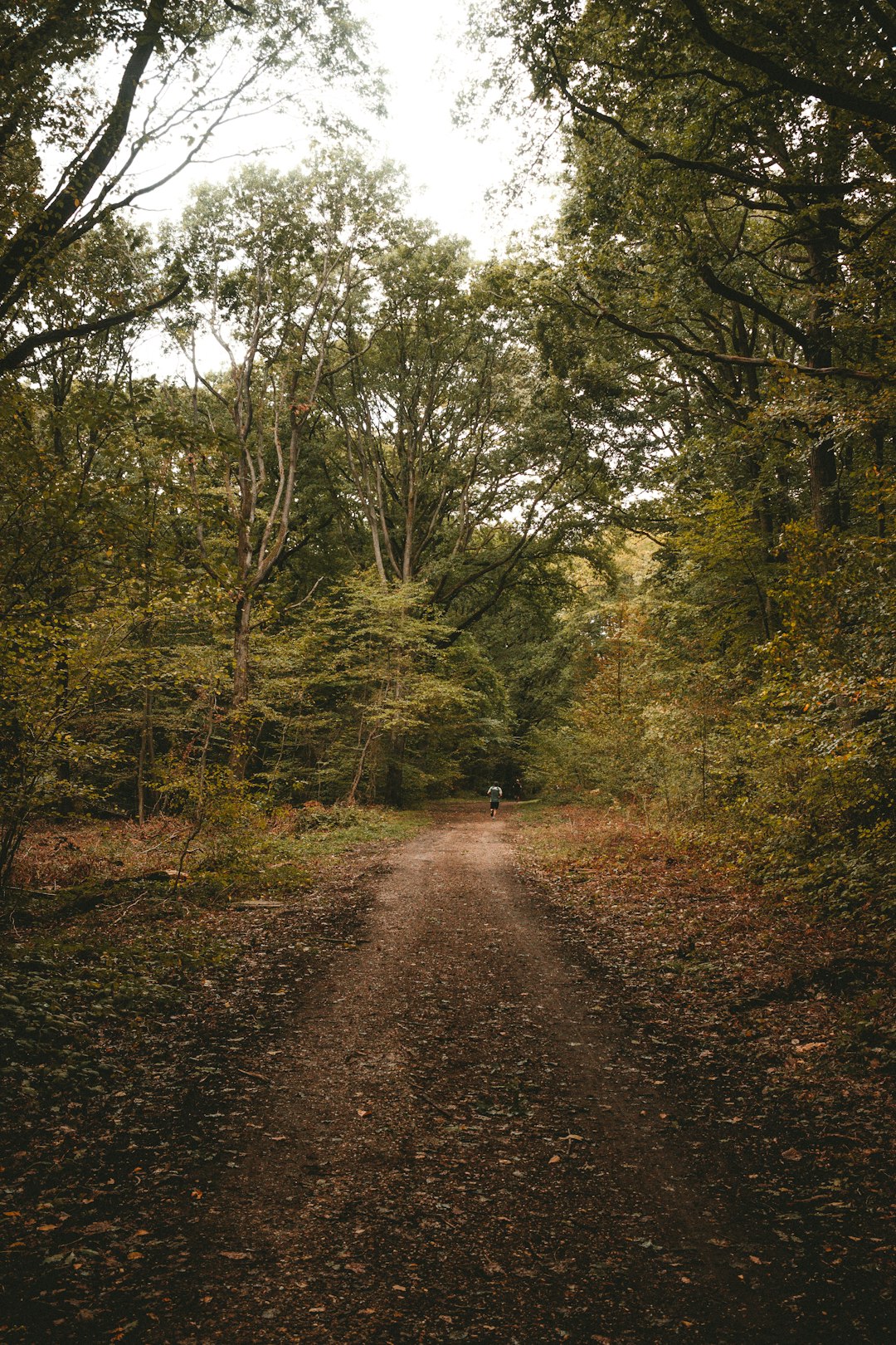 brown dirt road between green trees during daytime