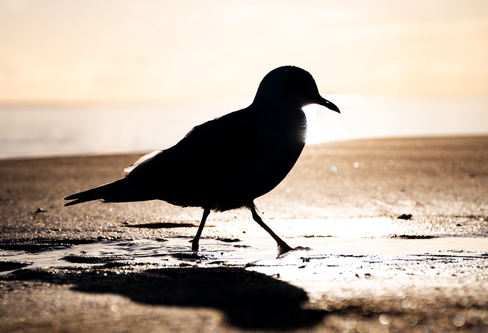 昼間の灰色の砂浜に黒と白の鳥