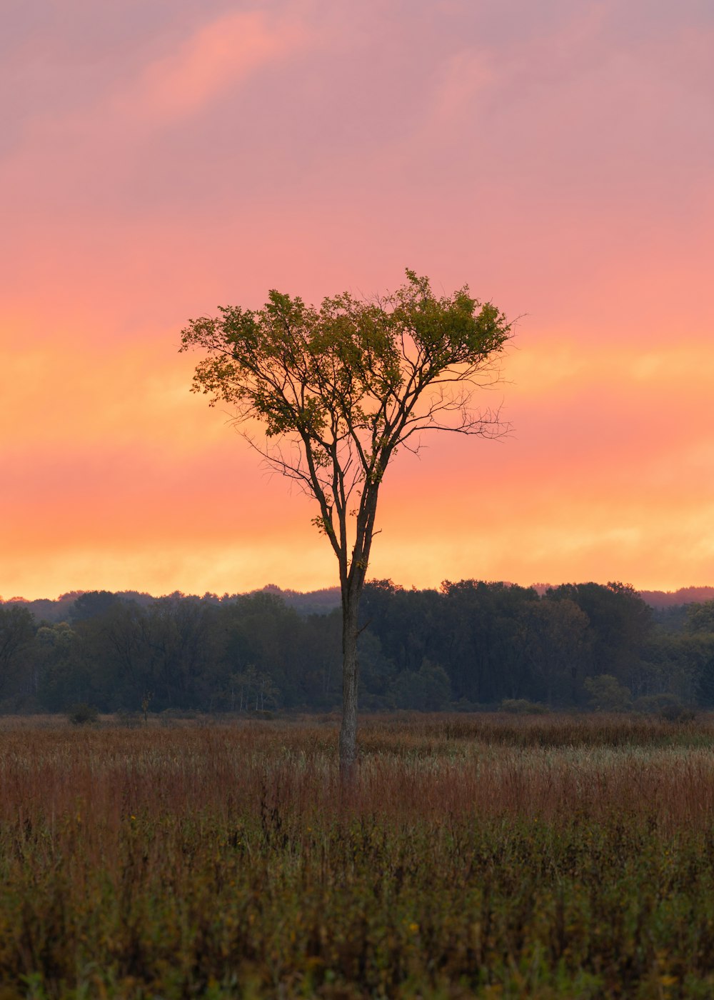 leafless tree on green grass field during daytime