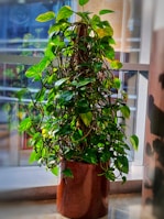 A lush green potted plant sitting by a sunlit window.