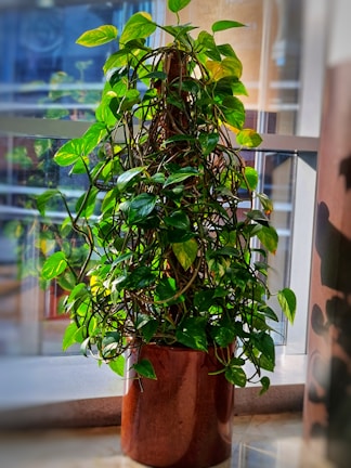 Side view of a thriving potted plant next to a sunny window