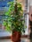 A vibrant indoor plant with lush green leaves placed on a bright windowsill.