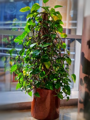 A lush green potted plant sitting by a sunlit window.