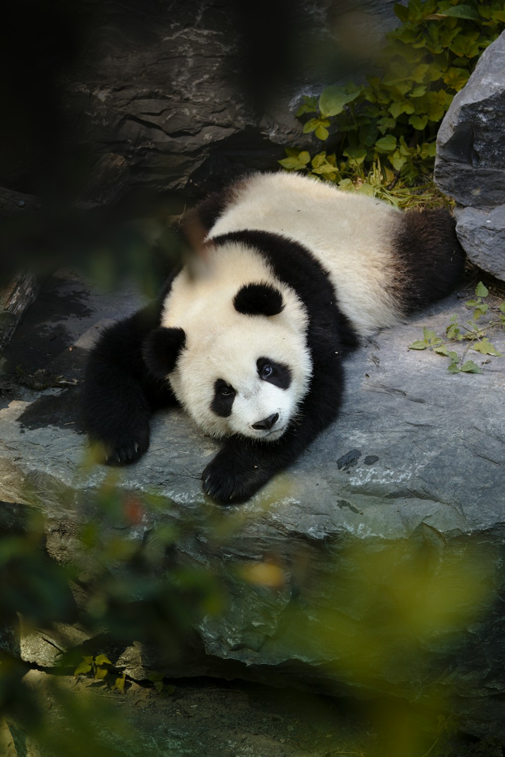 panda na água durante o dia