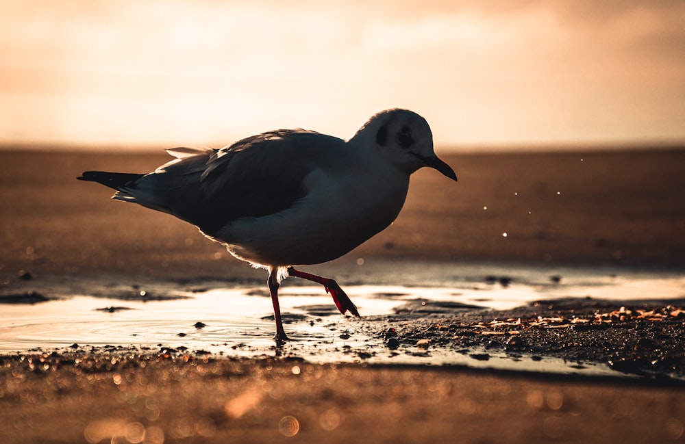 white and black bird on brown sand during daytime