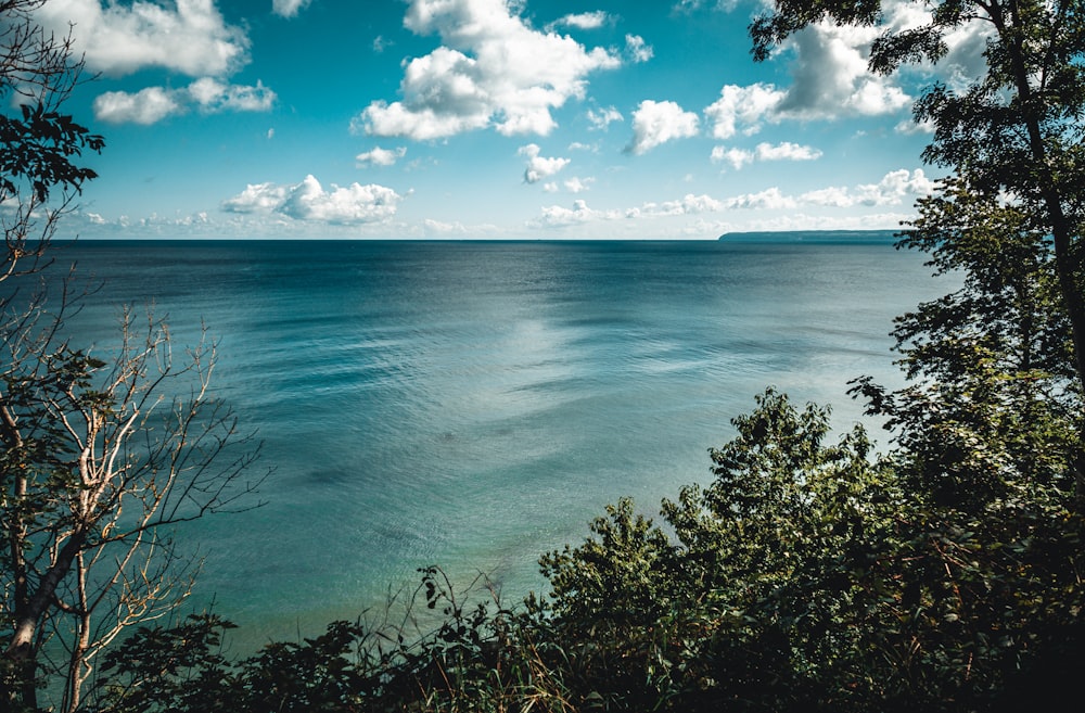 green plants on body of water under blue sky during daytime