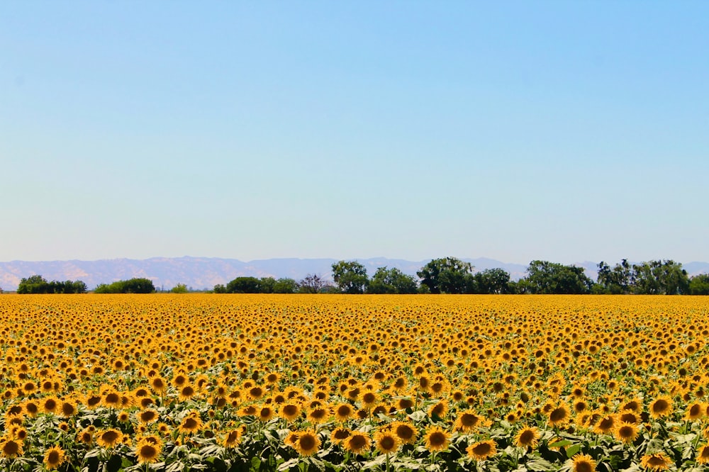 Gelbes Sonnenblumenfeld unter blauem Himmel tagsüber