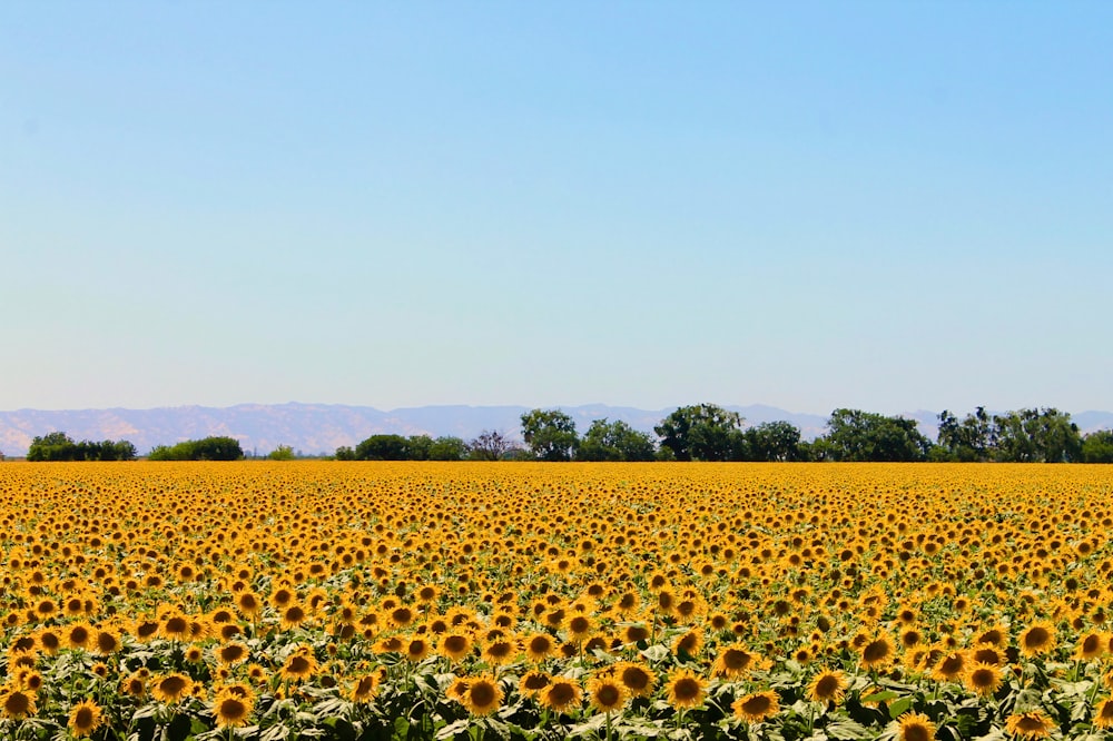 campo di girasole giallo sotto il cielo blu durante il giorno