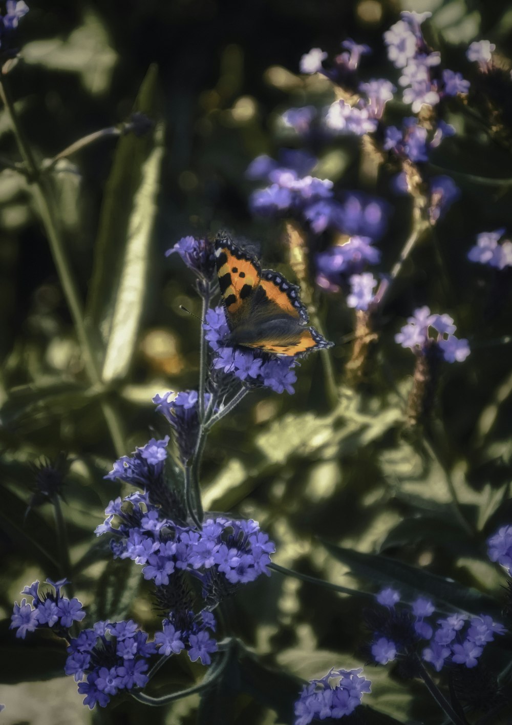 orange black and white butterfly perched on purple flower