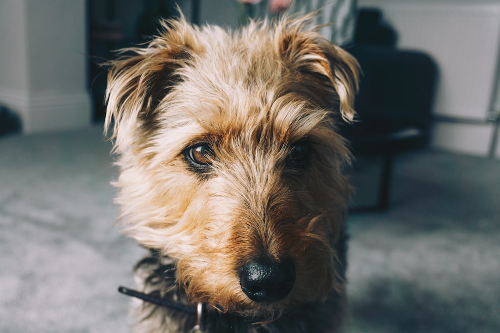 cane di piccola taglia marrone a pelo lungo