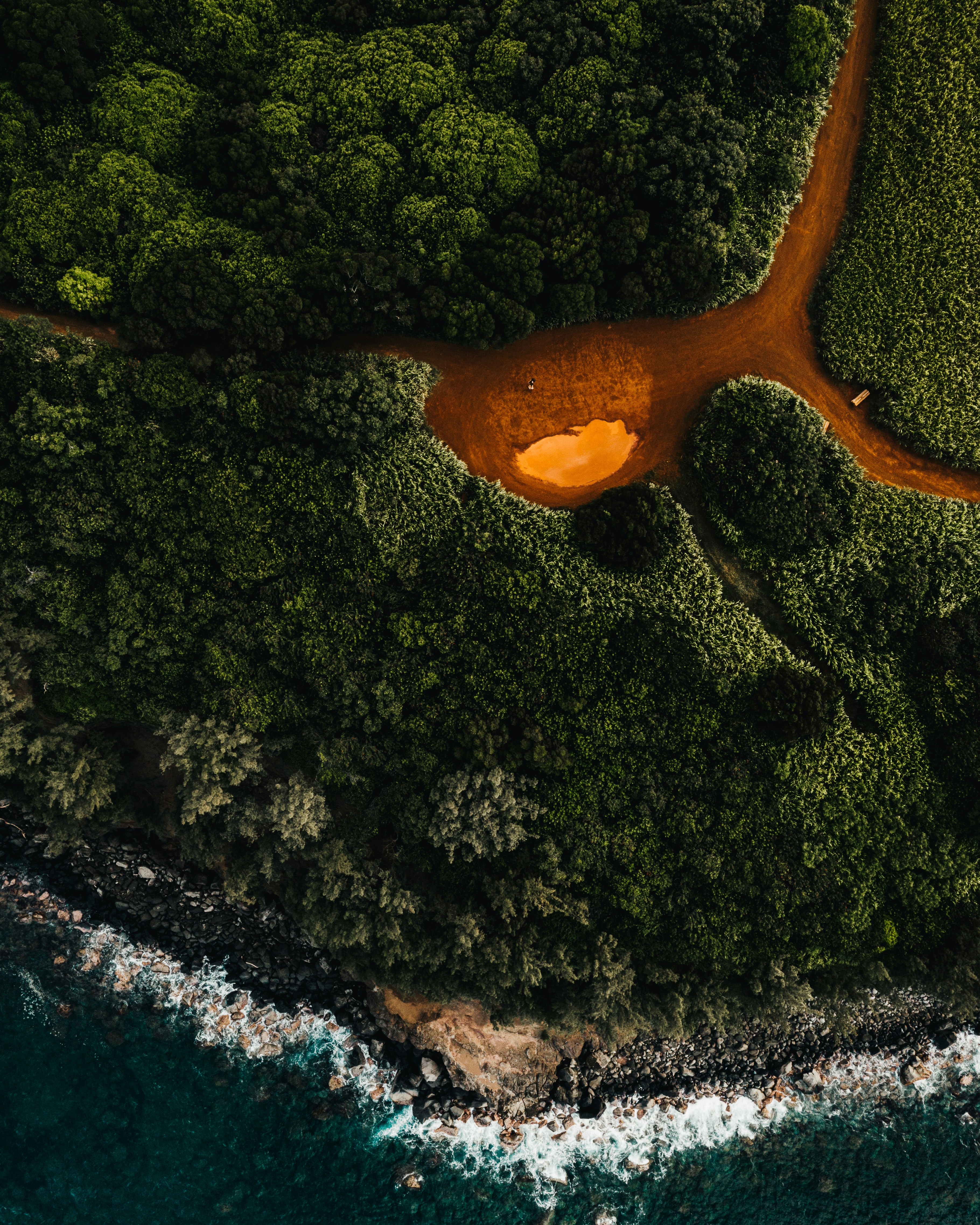 brown tree branch on water