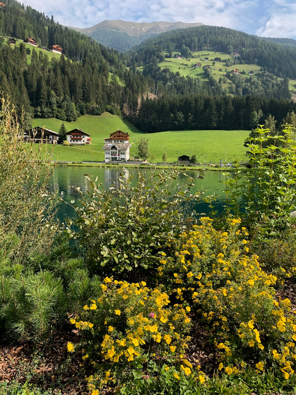 green trees near body of water during daytime