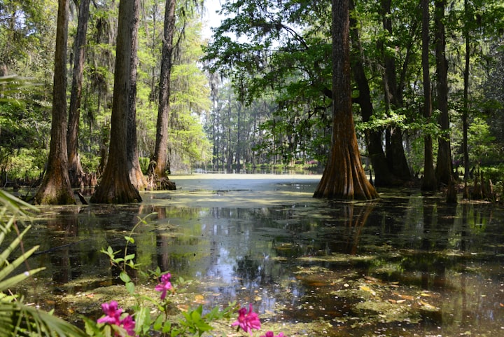 Swamp Water Stew